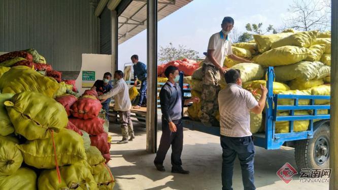 盈江土豆行情動(dòng)態(tài)，種植希望，收獲自信與成就