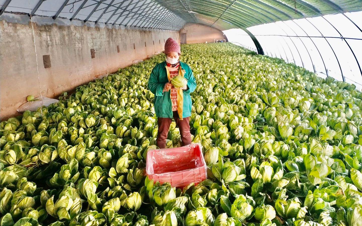 最新特菜品種，家的溫馨故事探索與發(fā)現(xiàn)