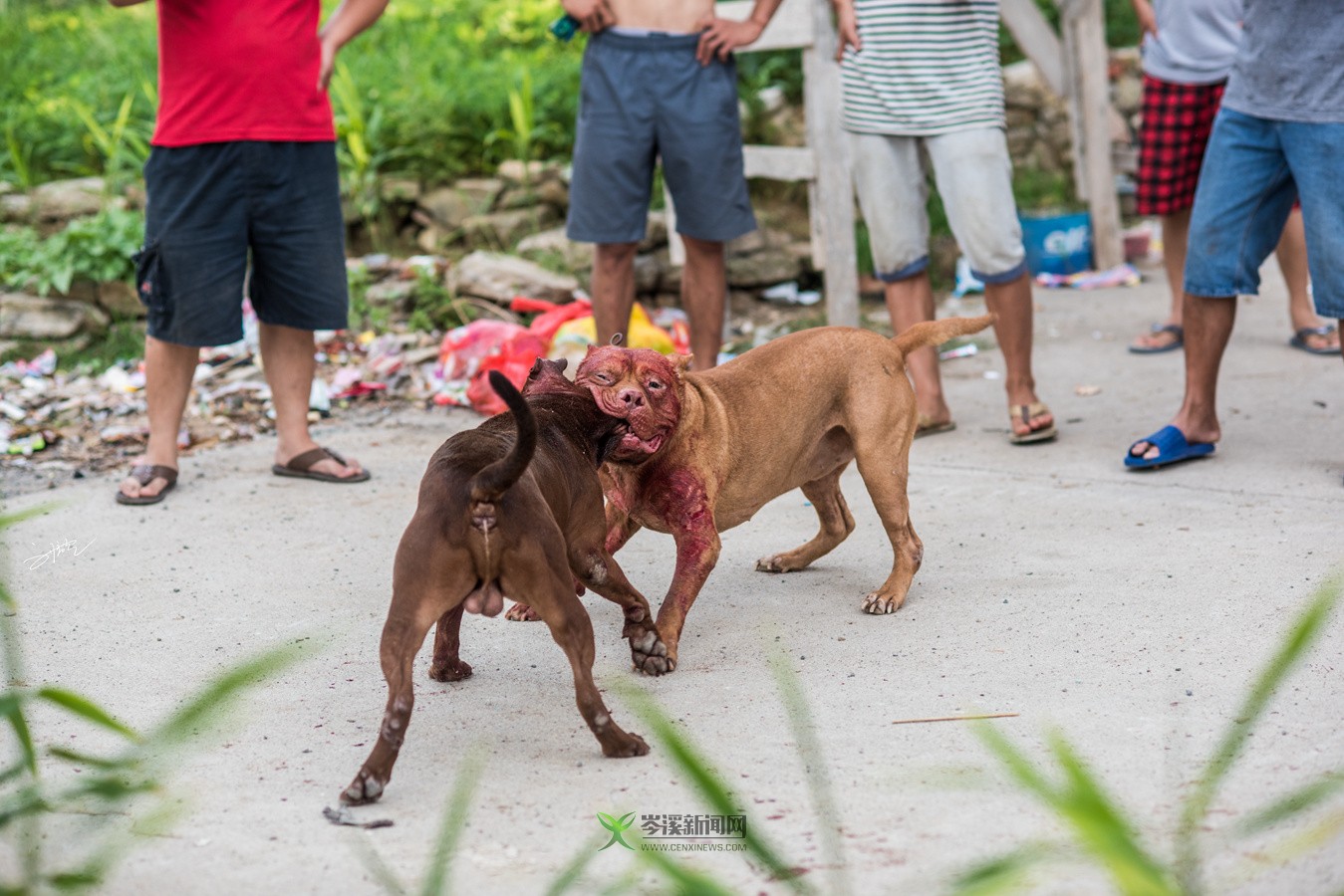 玉林斗狗風(fēng)采，小巷深處的獨(dú)特風(fēng)情展