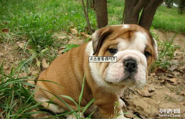 澳門(mén)六狗肖,擔(dān)保計(jì)劃執(zhí)行法策略_XMM27.385精致生活版