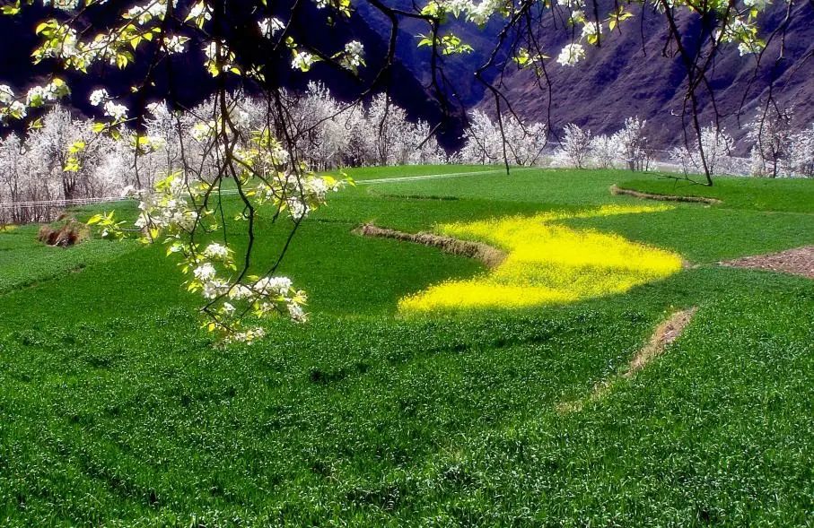 鄧州金川美景春天的最新論述與賞析