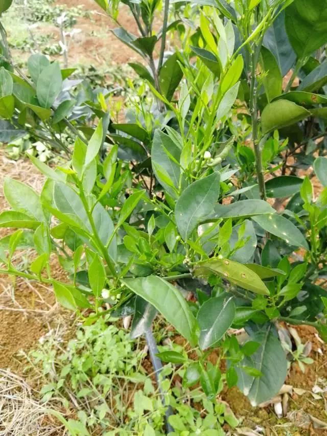 柑橘最新保果技術(shù)，開啟探索之旅，勵(lì)志無限可能