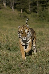 4949正版免費(fèi)資料大全百度,作戰(zhàn)指揮保障_CKU9.739遠(yuǎn)程版