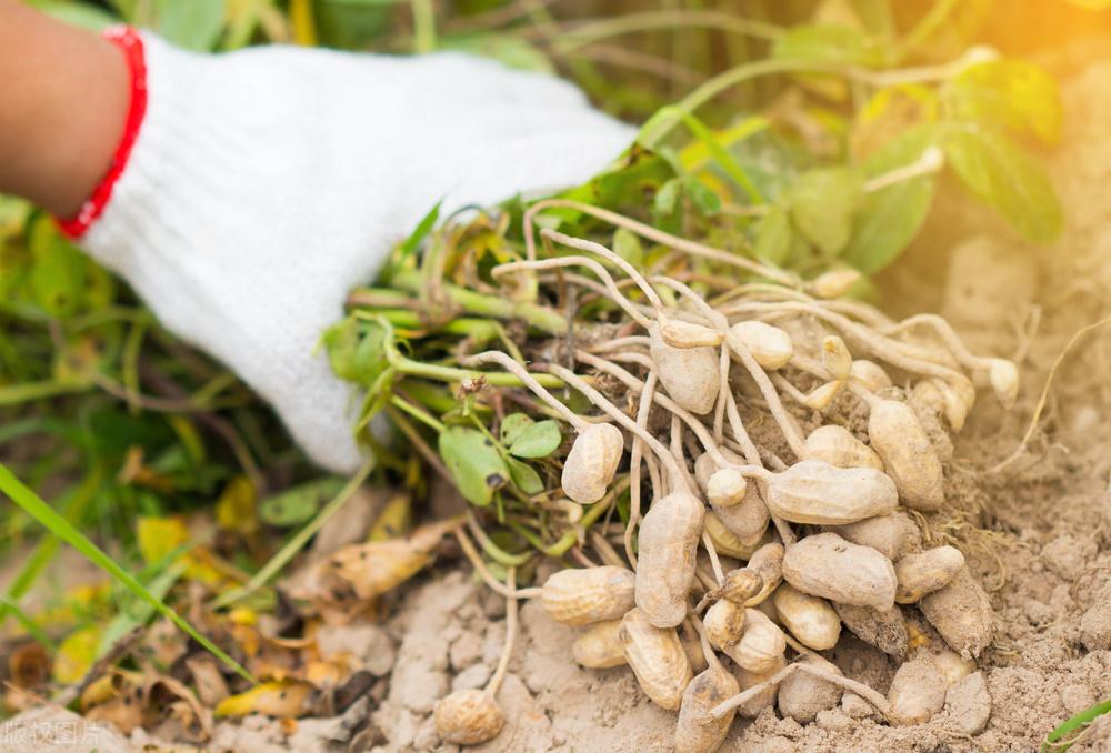 遼寧玉米最新價(jià)格動(dòng)態(tài)，變化中的機(jī)遇，學(xué)習(xí)成就自信與收獲