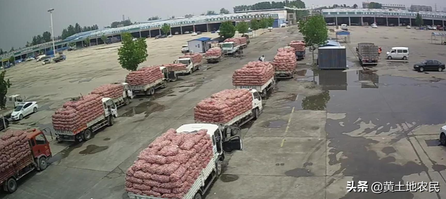 國際大蒜價格實時更新，最新行情概覽