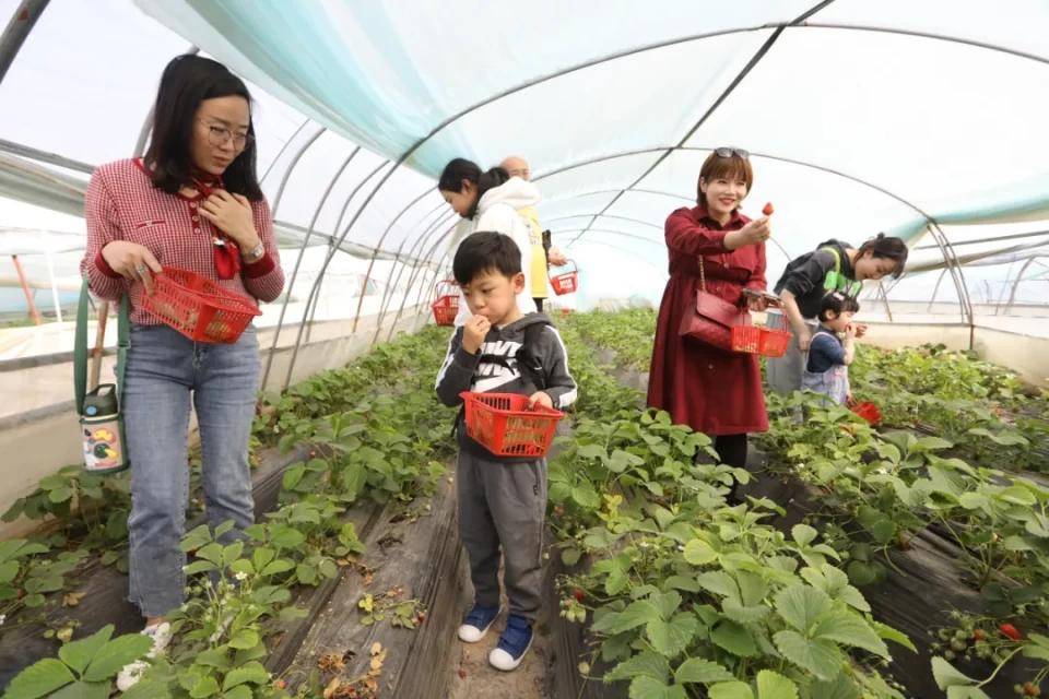 灃西新城馬王發(fā)展雙刃劍效應(yīng)，最新消息與影響分析