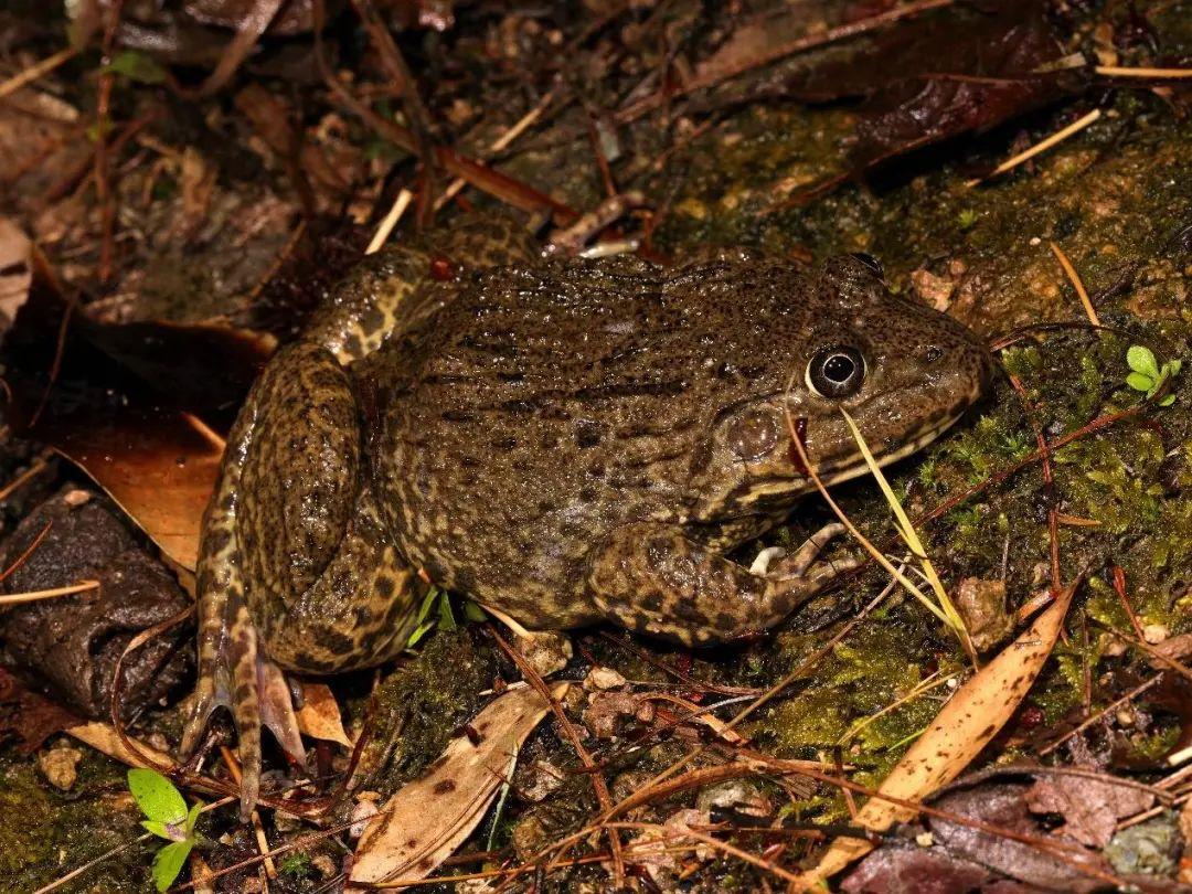 兩棲蛙蛙下載最新版，溫馨的蛙蛙奇遇之旅