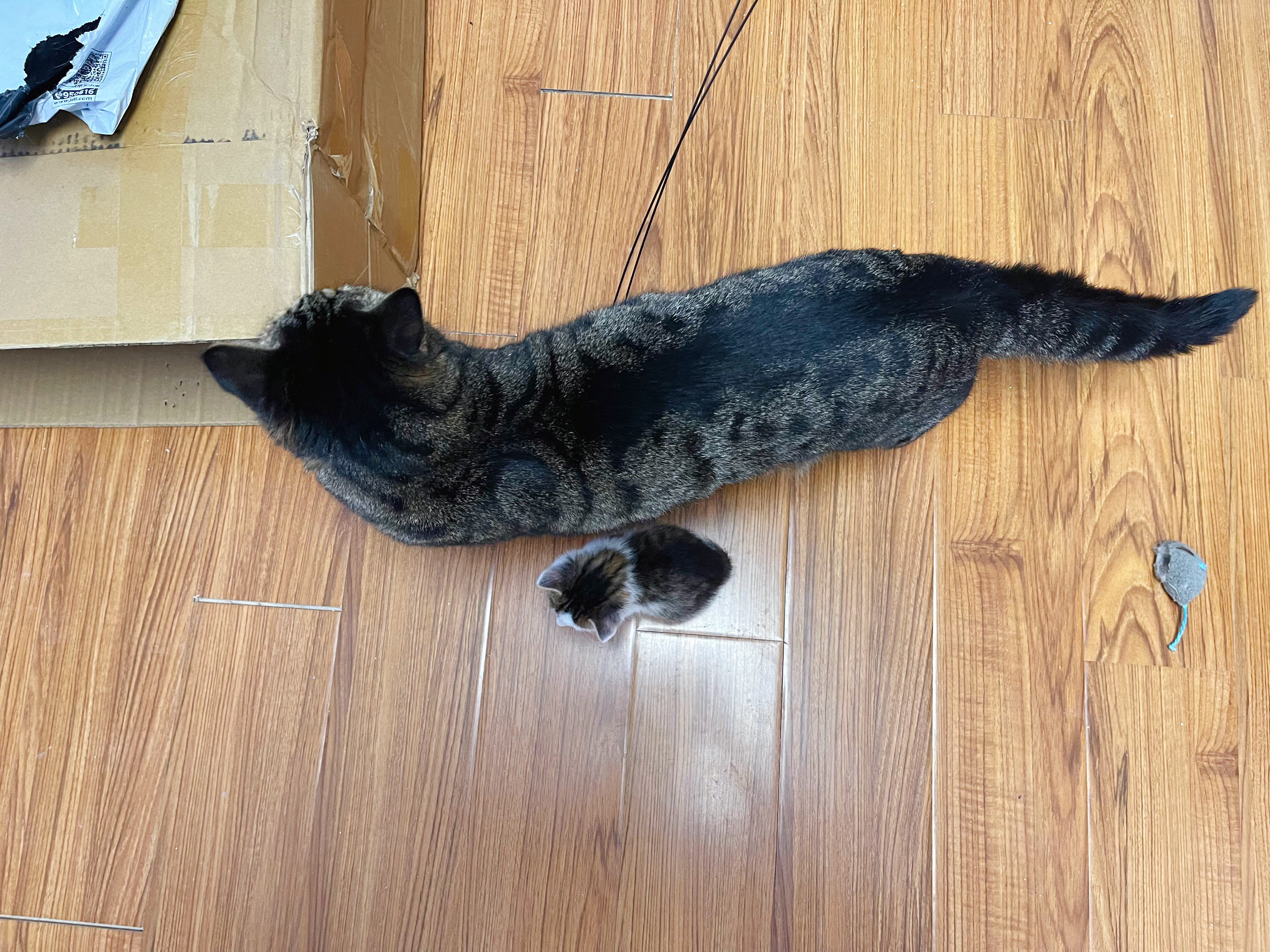 我找大貓，最新探索與影響的魅力