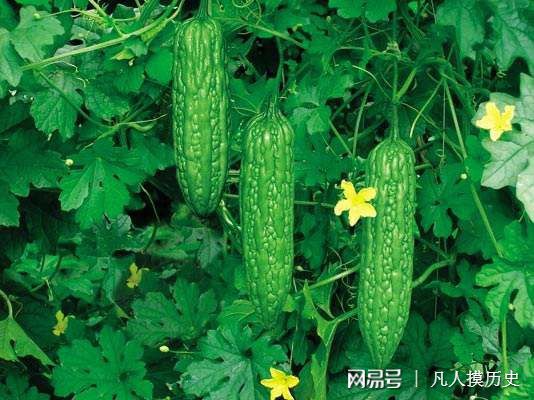 苦瓜最新網(wǎng)站，探索自然美景，尋找內(nèi)心寧靜的輕松之旅