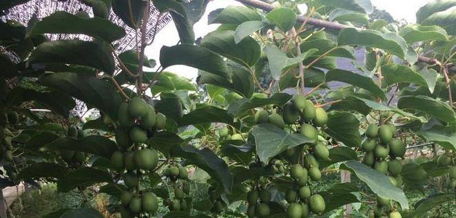 最新型果樹，小巷中的綠色寶藏與獨特風(fēng)味小店的探索