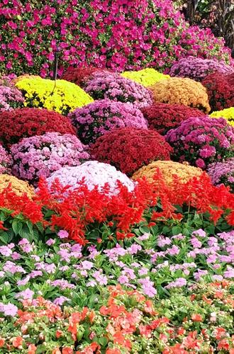 最新鮮花美景之旅，尋找內(nèi)心平靜的旅程