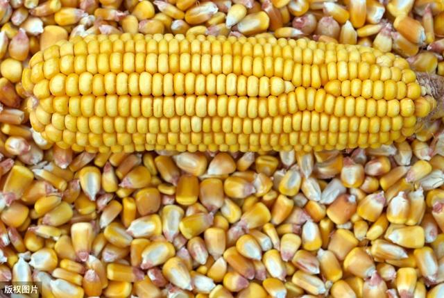 秋日玉米情緣，溫情故事與行情回顧