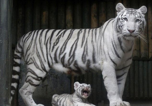 虎3最新資訊深度解析與觀點闡述