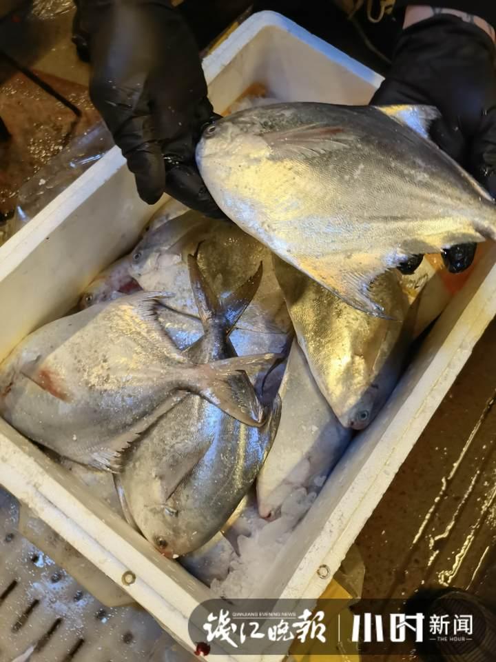 帶魚行情，一場海鮮盛宴的溫馨之旅