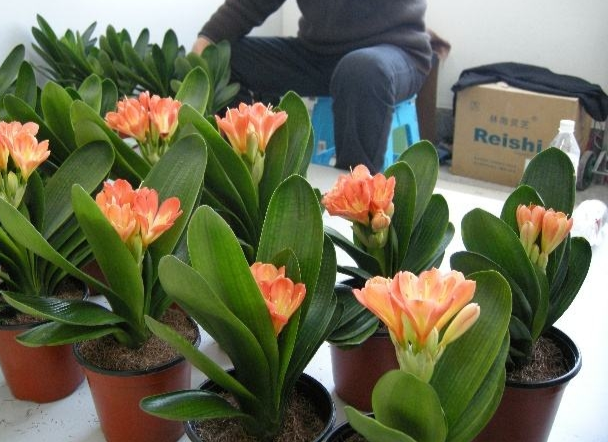 君子蘭價格變化中的自信與成就感，從綠葉到金花之路