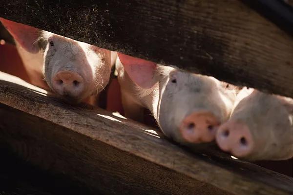 全國生豬市場價格動態(tài)，變化中的機遇與挑戰(zhàn)的旅程