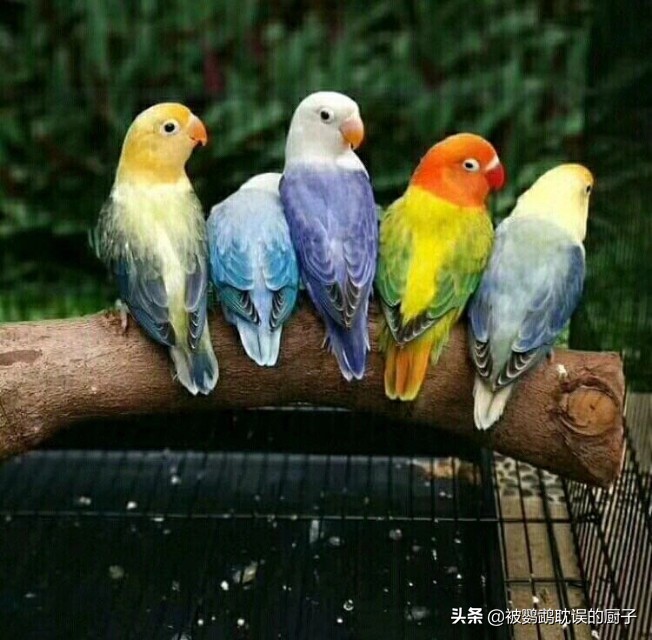 牡丹鸚鵡最新報價，市場走勢分析與選購指南