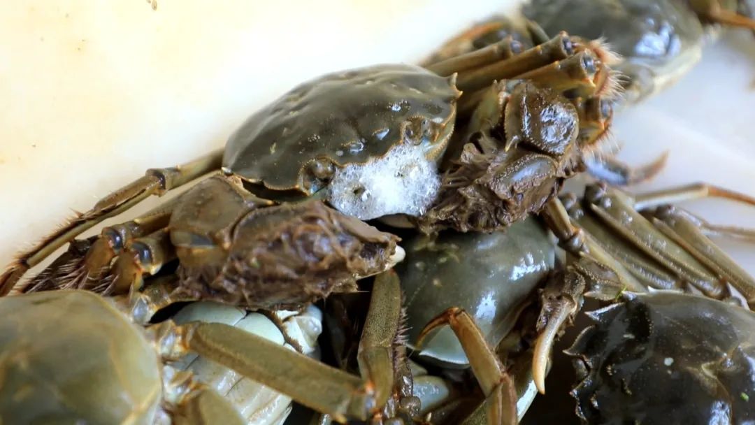 最新蟹類(lèi)養(yǎng)殖技術(shù),最新蟹類(lèi)養(yǎng)殖技術(shù)——科技重塑水生世界，開(kāi)啟蟹類(lèi)養(yǎng)殖新紀(jì)元