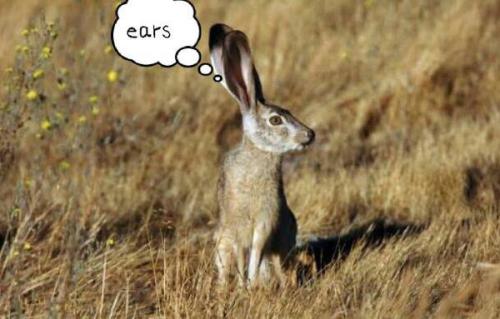 最新夜間捕獵兔子視頻，揭秘夜間捕兔三大要點(diǎn)深度解析