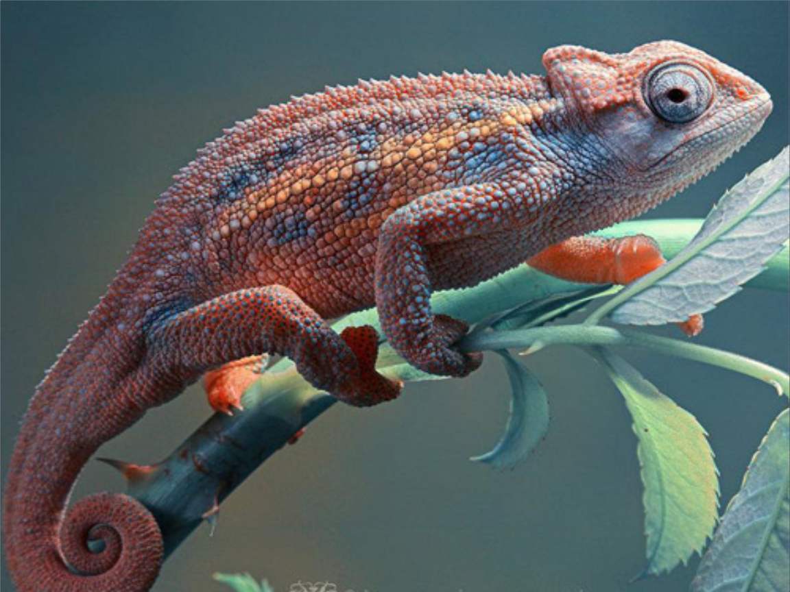 全新版變色龍，小巷中的神秘瑰寶