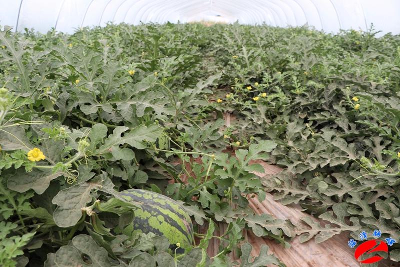 全國西瓜最新價格行情，綠色之旅探尋內(nèi)心平靜