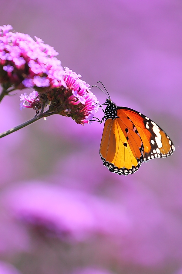 紫蝶舞動(dòng)新篇章，任務(wù)完成與技能學(xué)習(xí)指南