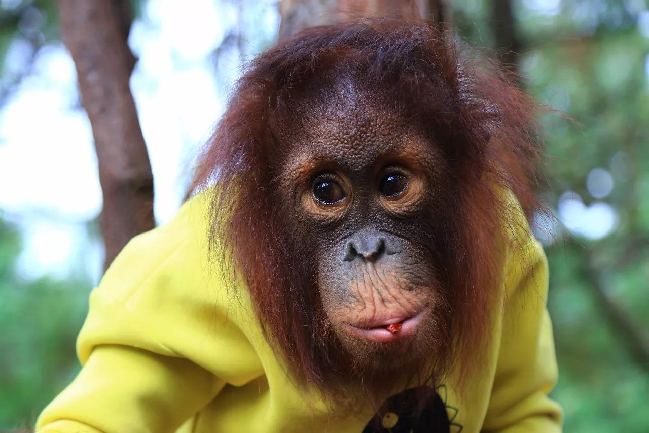 科技重塑人與自然和諧交響，動物大明星的交響樂章