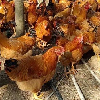 閹雞最新行情，巷弄深處的風(fēng)味秘境探索