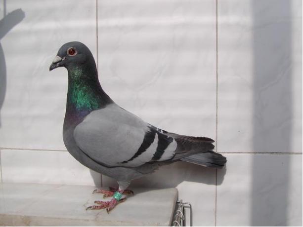 賽鴿定向新進展揭秘，小巷中的神秘寶藏探索