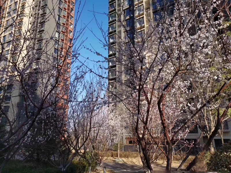 燕郊房價動態(tài)更新，科技引領(lǐng)房產(chǎn)新紀(jì)元，最新資訊速遞