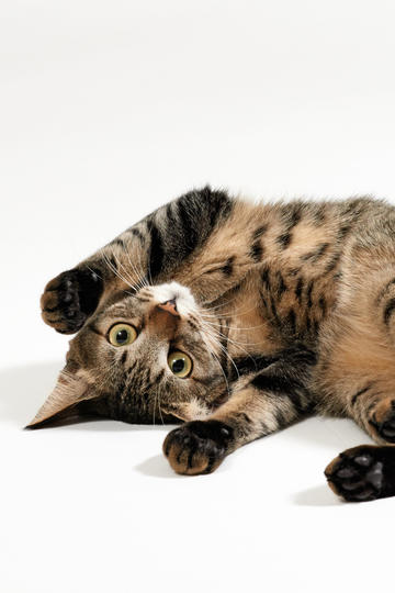 貓咪趣味網頁制作指南與探索