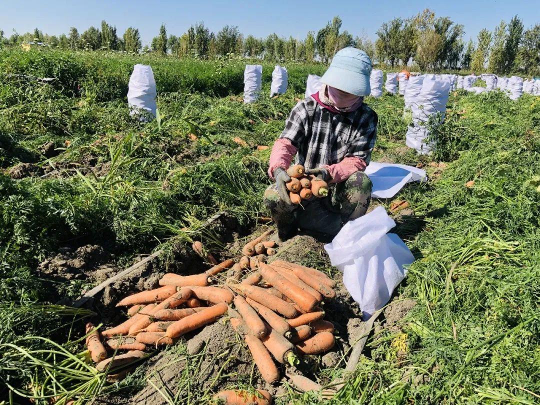 胡蘿卜最新市場(chǎng)價(jià)格概覽，最新市場(chǎng)價(jià)格指南