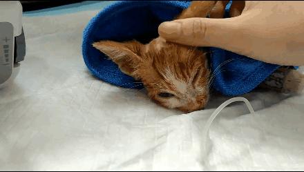 貓球比賽，激發(fā)潛力的勵(lì)志之旅