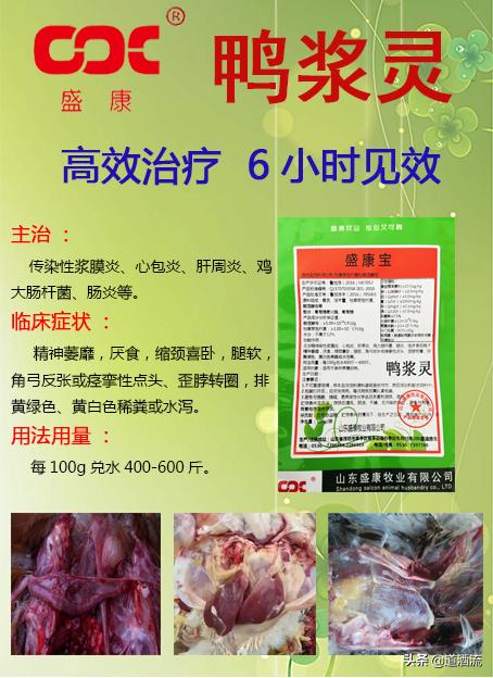 現(xiàn)在鴨苗行情詳解，選購、養(yǎng)殖與盈利的全方位指南