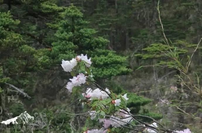 雨崩最新美景圖，探索與欣賞的詳細(xì)步驟指南，美不勝收！