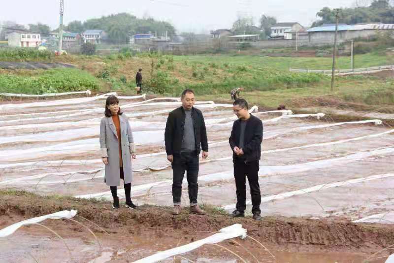 合川土場最新動態(tài)更新，今日最新資訊速遞