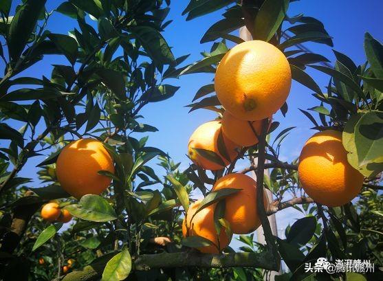 贛州上市公司，閃耀未來，共創(chuàng)繁榮時代！