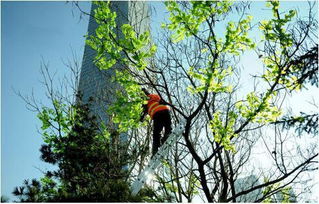 馬樹最新資訊，完成任務(wù)與學(xué)習(xí)新技能的詳細步驟指南