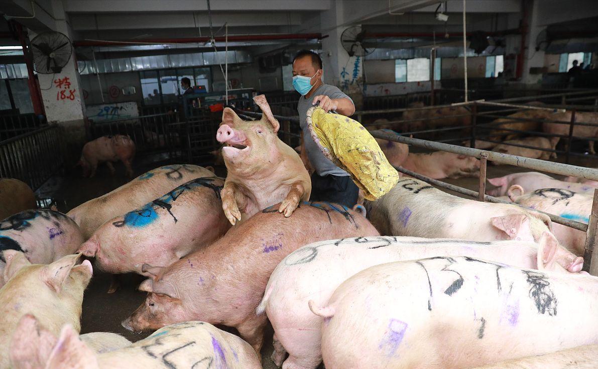 科技引領(lǐng)未來(lái)，最新小麥價(jià)格行情實(shí)時(shí)查詢動(dòng)態(tài)掌握