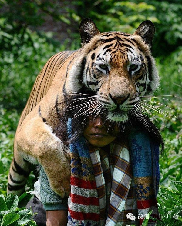 最新人與獸技能學(xué)習(xí)與實(shí)踐步驟指南，從理論到實(shí)操的全面指南