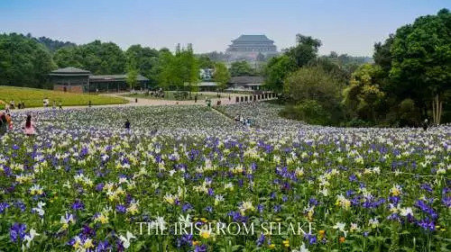 石象湖門票最新信息，賞花門票火熱搶購中！