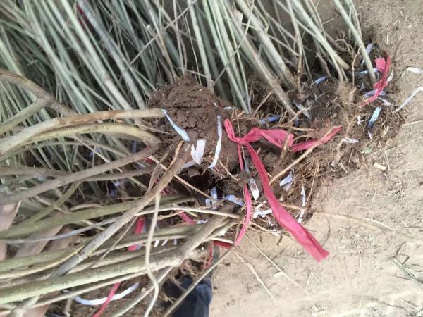 連翅最新價格深度解析，歷史背景、重要事件與地位探討