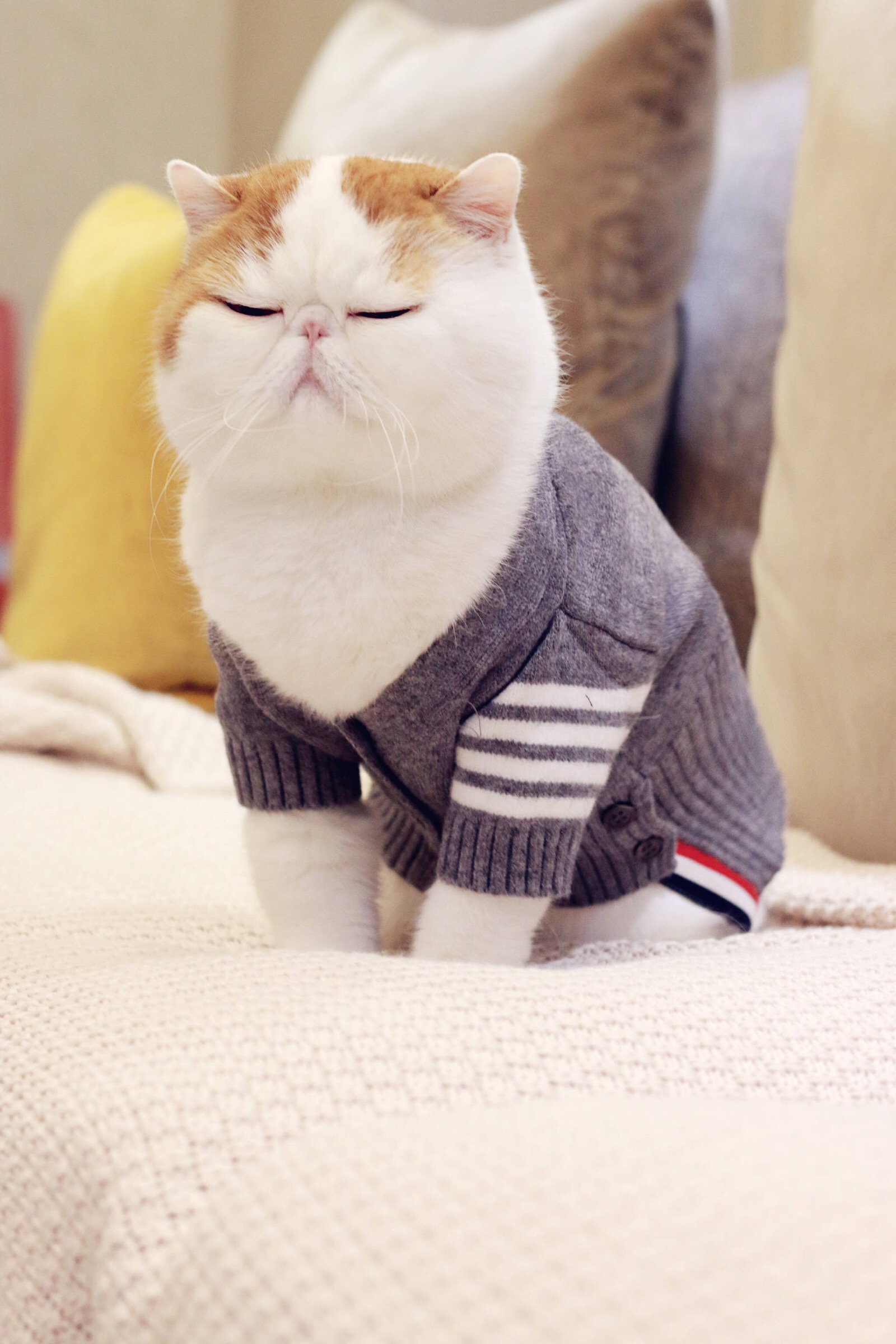 小胖Snoopy最新萌照，瞬間融化人心！