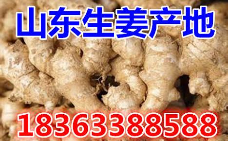 鮮姜最新價(jià)格揭秘，自然美景背后的旅行探索之旅