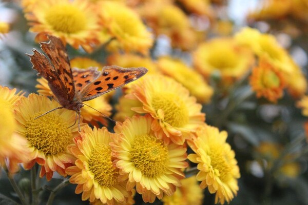 番茄最新作品，用學(xué)習(xí)之鑰，開啟自信與成就的大門