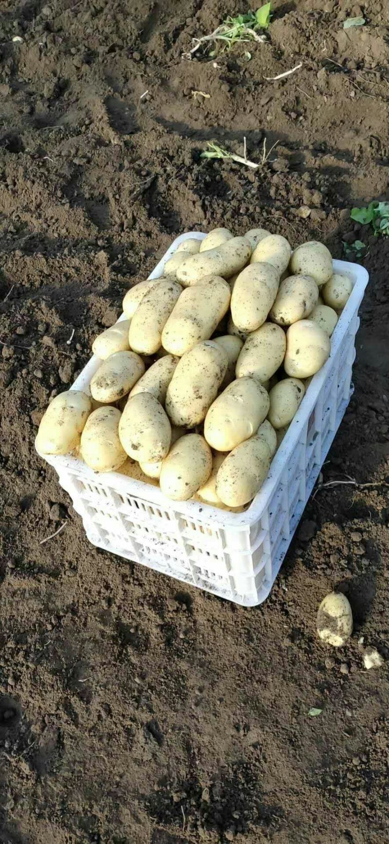 萊西土豆最新價格動態(tài)，變化中的價值與學習中的力量