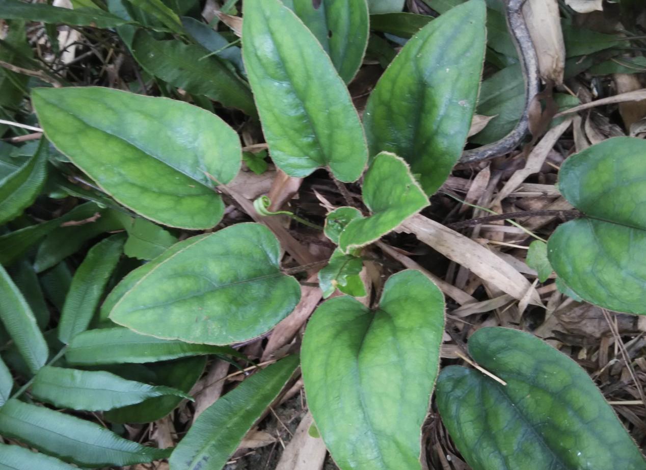 今日黃連最新價格及小巷隱秘寶藏，探尋特色小店的奇妙之旅