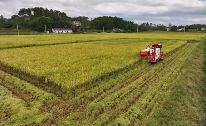 最新直播稻技術(shù)揭秘，小巷深處的稻田直播秘境探索
