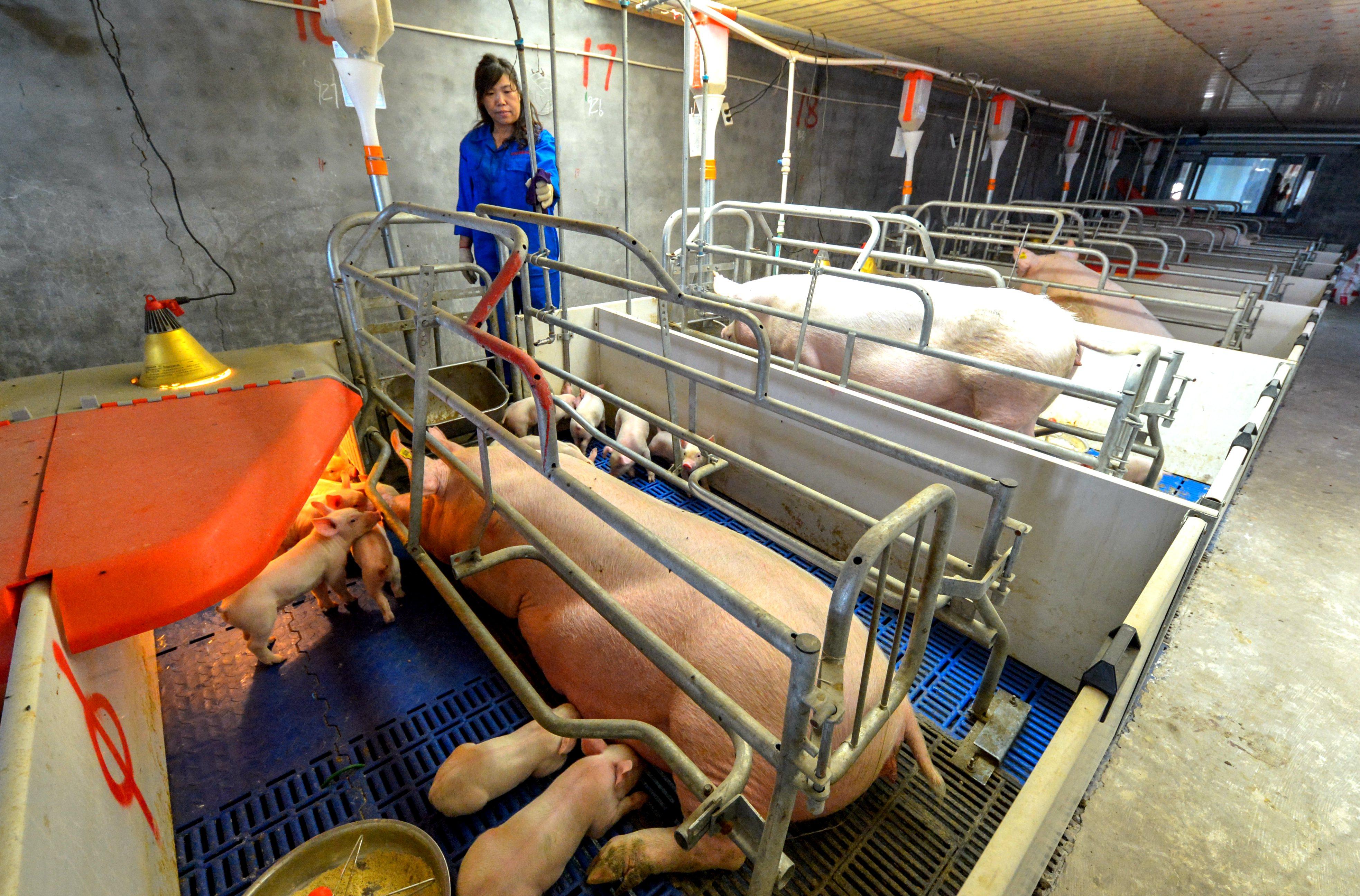 河北仔豬最新價(jià)格揭秘，小巷中的寶藏探索