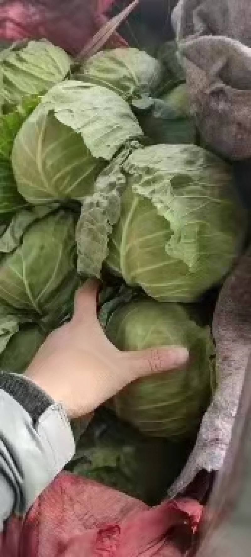 永年甘藍最新價格及市場走勢、種植要點與購買指南全解析